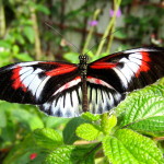 “Piano Keys” Butterfly