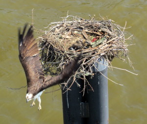 Mother Osprey protects her young