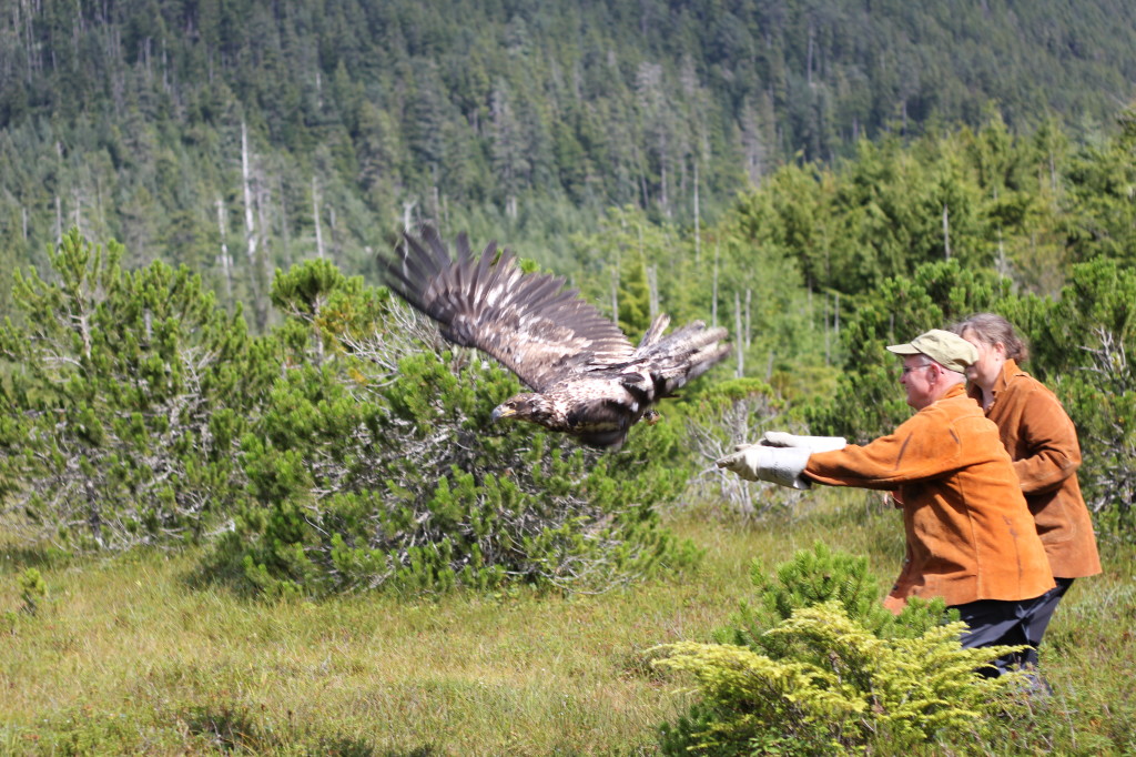 Eagle release at Alaska Raptor Center, Sitka