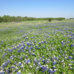 Texas Bluebonnets