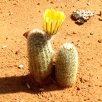 Cactus flower