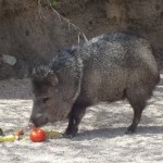 Lina, the mean Javelina