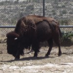 Bison