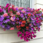 Flower Box, Kensington