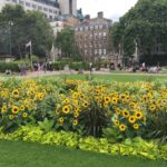 Sunflowers on the Embankment