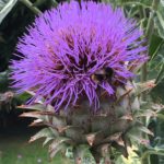 Broad Walk Thistle