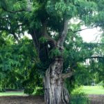 An Old American Locust Tree