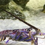 Aquarium crab