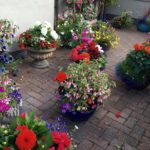 Stornoway flowerpots