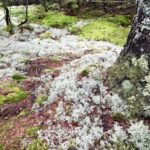Carpet of lichens and moss