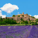 Provence scene with lavender in bloom