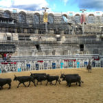 Camargue bulls in Arles Arena