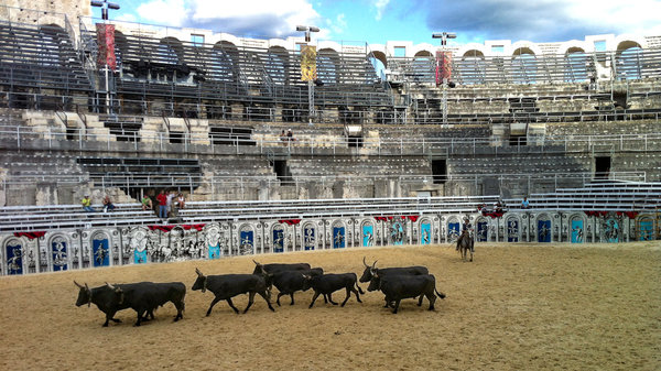Camargue bulls in Arles Arena