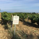 Chateauneuf-du-pape vineyard