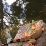 Iguana on a rock