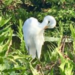 Great Egret, grooming