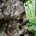 Craggy Face in Natural Sculpture