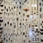 Hunterian Museum – Insects