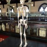 Hunterian Museum – human skeleton
