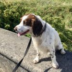 English Springer Spaniel