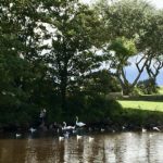 Feeding the Swans