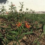 Milkweed garden attracted Monarchs and kids