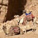 Petra camels