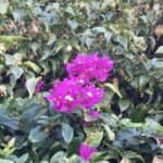 Bougainvillea reminded me of Florida