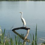 Heron, White Rock Lake
