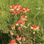 Flowers along the trail