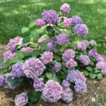 Fourth Ward hydrangeas