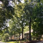 Trees in Sharon Woods