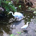 Egrets