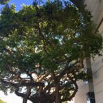 New Norton embraces Old Banyan