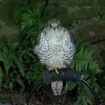 Icelandic Gyr Falcon