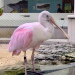 Roseate Spoonbill