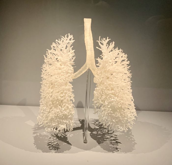 Fractal patterns in human lungs – mks con brio