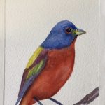 Painted Bunting