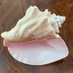 Conch shell