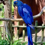 Blue Parrot