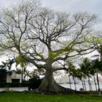 Kapok tree, Palm Beach