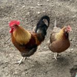 Welsummer rooster and hen