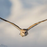 barn-owl-flight-mia-mcpherson-1469